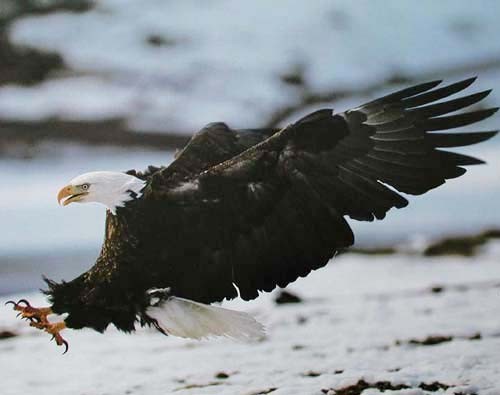 König der Lüfte – Weißkopfseeadler im Landeanflug zum Fische fangen Poster 40x50