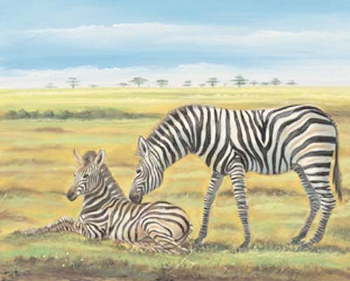 Zebras by Spencer Sidir *