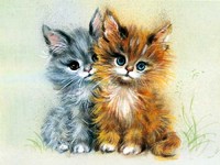 Zwei Babykatzen Alu Bild Zwei Babykatzen Alu Bild