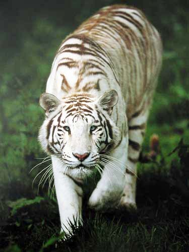 Weißer Tiger Poster