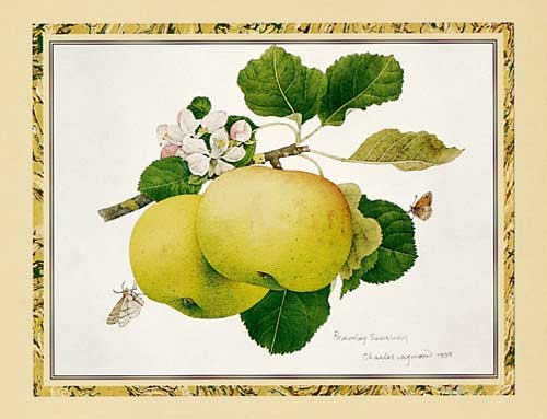 Äpfel