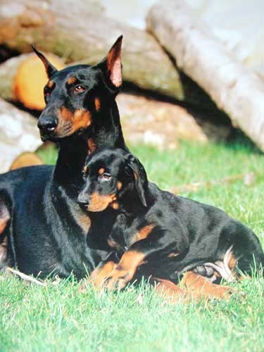 Dobermann Poster 40x50