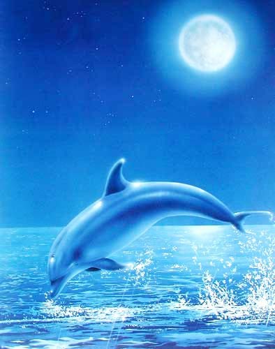 Springender Delfin bei Vollmond in Blau Poster 40x50 cm