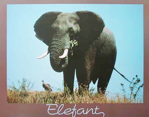 Elefant Poster 40x50 cm