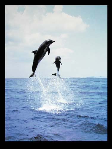 Poster 40x50 cm: Zwei Delfine fliegen über das Wasser
