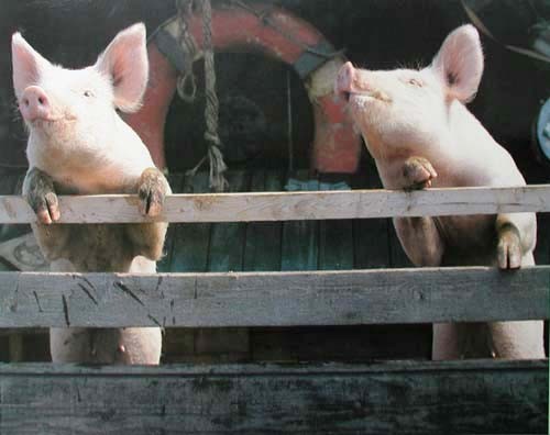Zwei Schweine Poster 40x50 cm