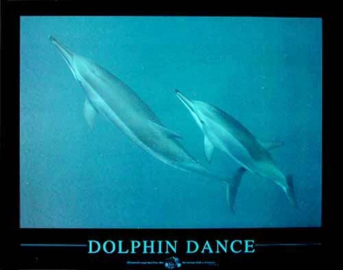 Tanz der Delfine Poster 40x50