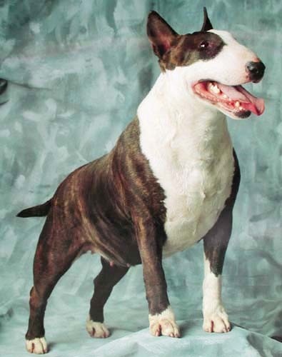 English Bullterrier, Poster