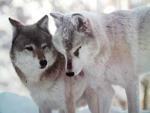 Zwei Wölfe, Wolfskameraden Poster 40x50 cm