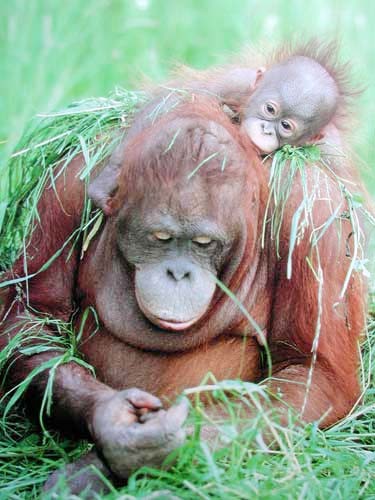 Poster 40x50: Eine Schulter zum Anlehnen – Orang-Utans sitzen im Gras 