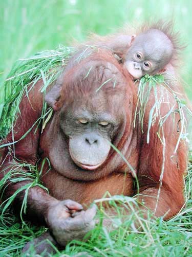 Poster 40x50: Eine Schulter zum Anlehnen – Orang-Utans sitzen im Gras