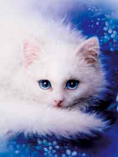 Weisse Katze, White Lady