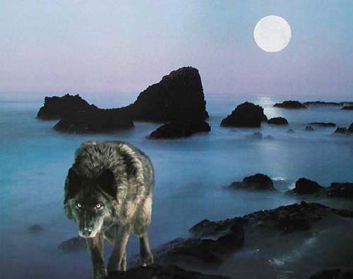 Schwarzer Wolf bei Vollmond Poster 40x50 cm