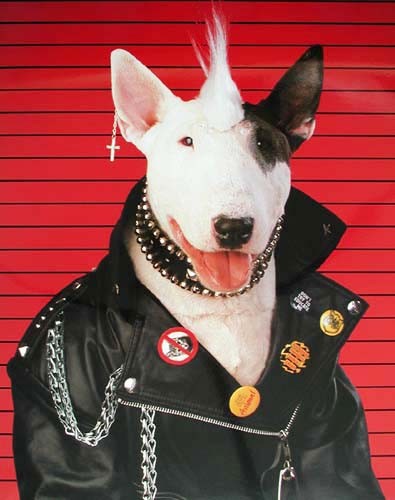 Bullterrier, Panker - Poster 40x50