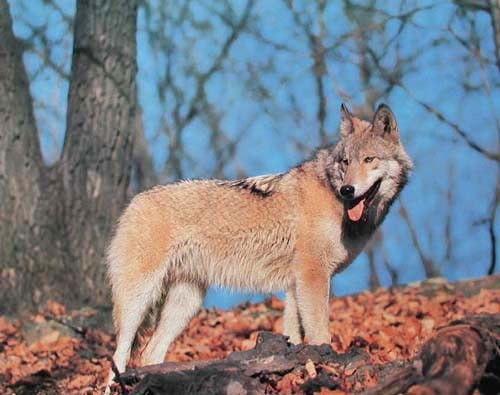Einsamer Wolf im Herbst Poster 40x50 cm