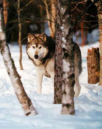 Grauer Wolf im Wald, Tom Brakefield Poster 40x50 cm