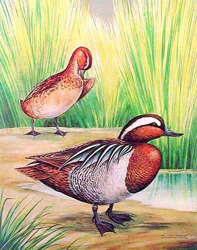 Dufex Alubild 16x21 cm: Garganey, Knäkenten im Schutz des Schilfs 