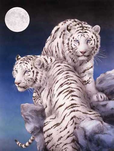 Weiße Tiger, Zuflucht von Kayomi Harai Dufex Alubild 16x21 cm