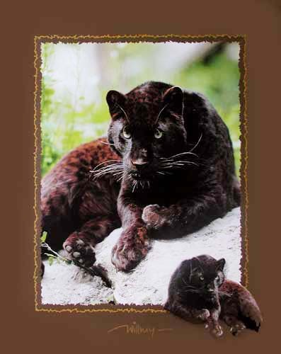 Poster 40x50 cm, Fotomontage: Schwarzer Panther von Willney II