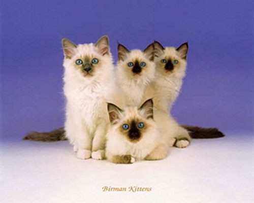 Katzen, Birman Kittens