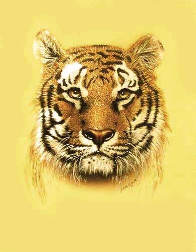 Tiger in Gold von M. Fennell Alu Bild 43x54 cm