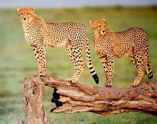 Mit Eleganz – Geparde überblicken das Feld Poster 40x50 cm