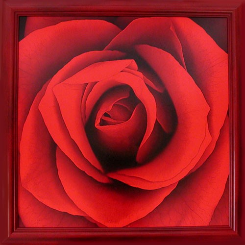 Rote Rose