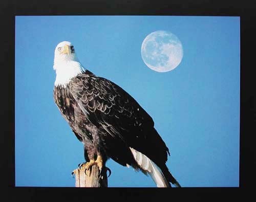 Seeadler und Vollmond Poster