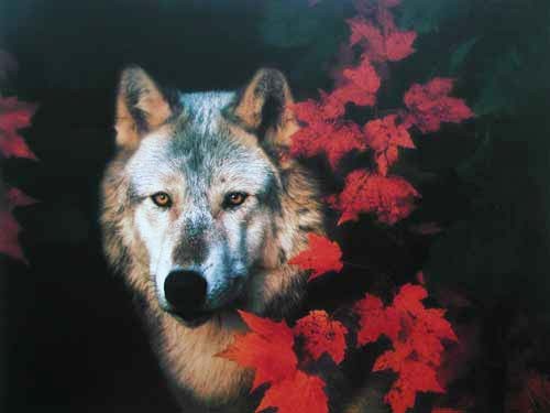 Wolf und rote Blätter Poster 40x50 cm