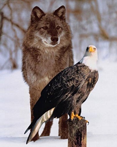 Fotomontage Wolf und Seeadler Kunstdruck 20x25 cm