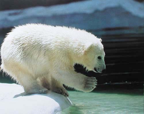 Kleiner Eisbär Poster