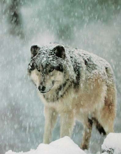 Wolf im Winter Poster im Hochformat 40x50 cm