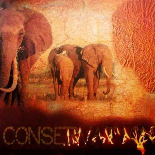 Kunstdruck Elefanten Conservation 