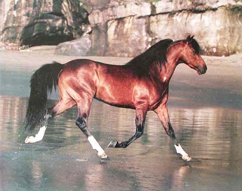 Braunes Pferd am Wasser Poster 40x50 