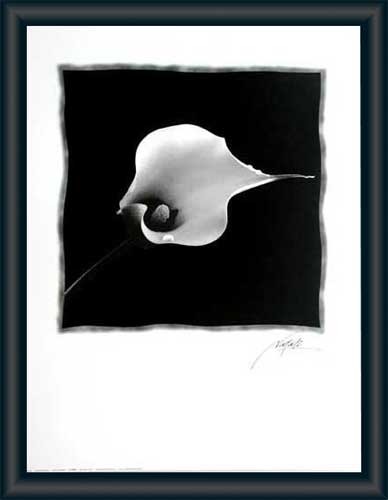 Schwarze Calla