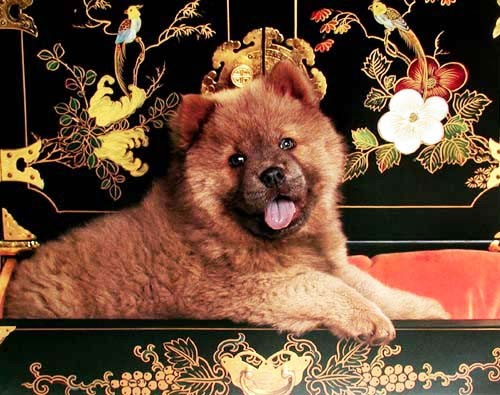 Chow Chow Poster