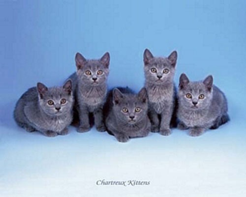 Chartreux Katzen