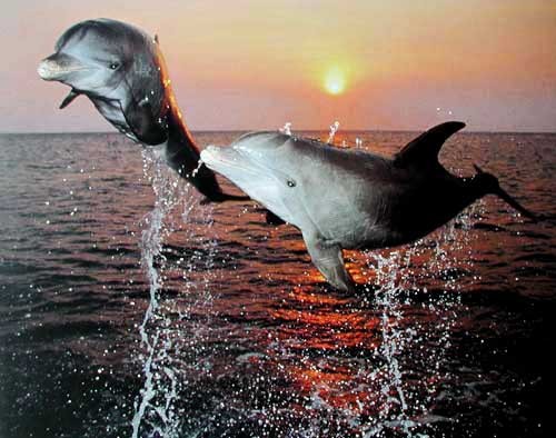 Delphine im Sonnenuntergang