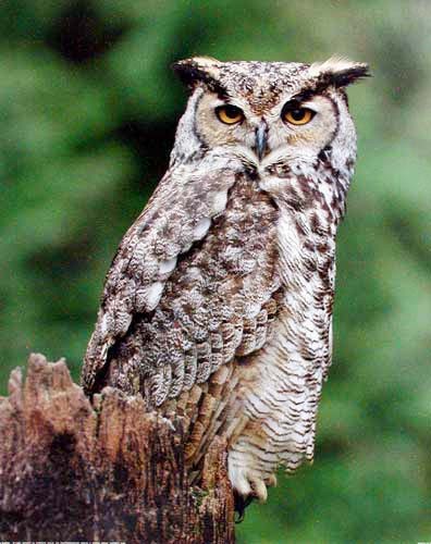 Great Horned Owl by David J. Boyle