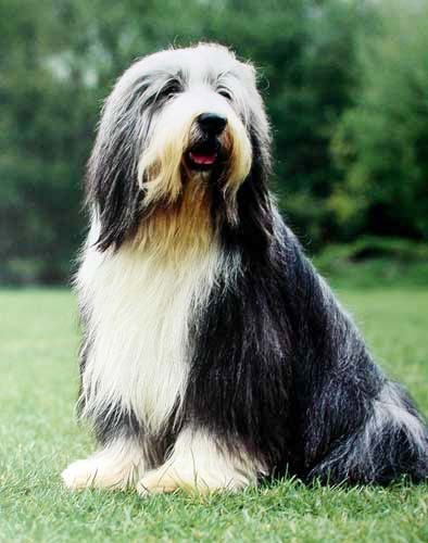 Old English Sheepdog