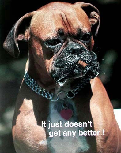 Boxer “It Just Doesn´t Get Any Better!”