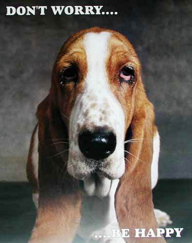 Basset Hound Don`t Worry be Happy!