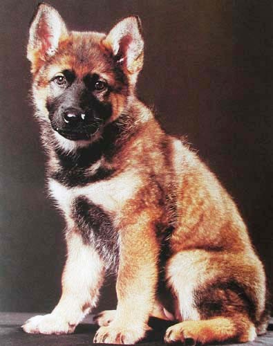 Deutscher Schäferhund Welpe Poster