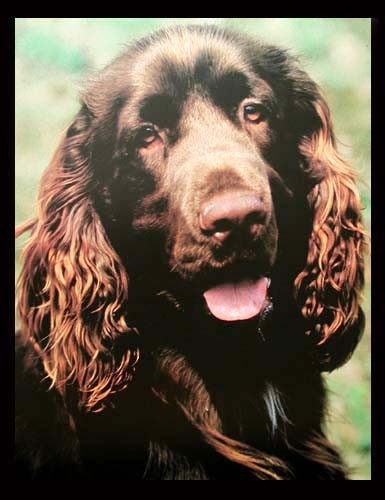 Irish Setter