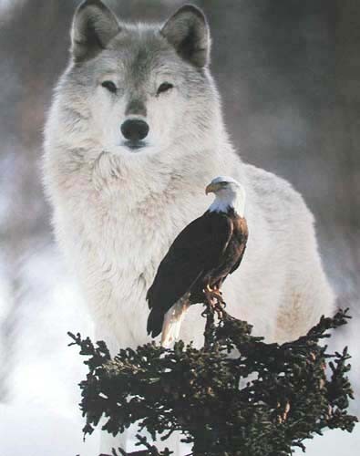 Grauer Wolf und Adler Poster 40x50