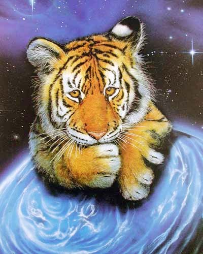Tiger Fantasie von David Ward Poster 40x50 cm