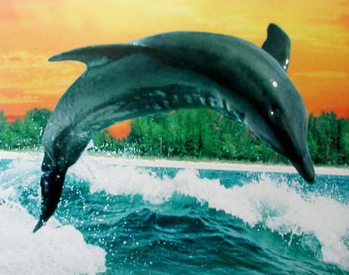 Artist des Meeres – Springender Delphin vor Küste Poster