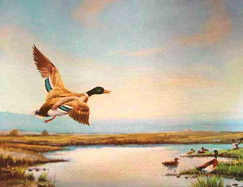 Entenvogel fliegt über verwunschenen Teich Dufex Bild 16x21 cm