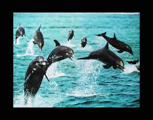 Viele springende Delfine Poster 40x50