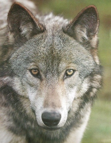 Wolf Portrait Poster 40x50 cm